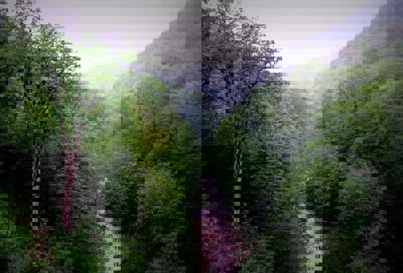 ۳ جوان مفقود شده در جنگل‌های الیمالات نور نجات یافتند