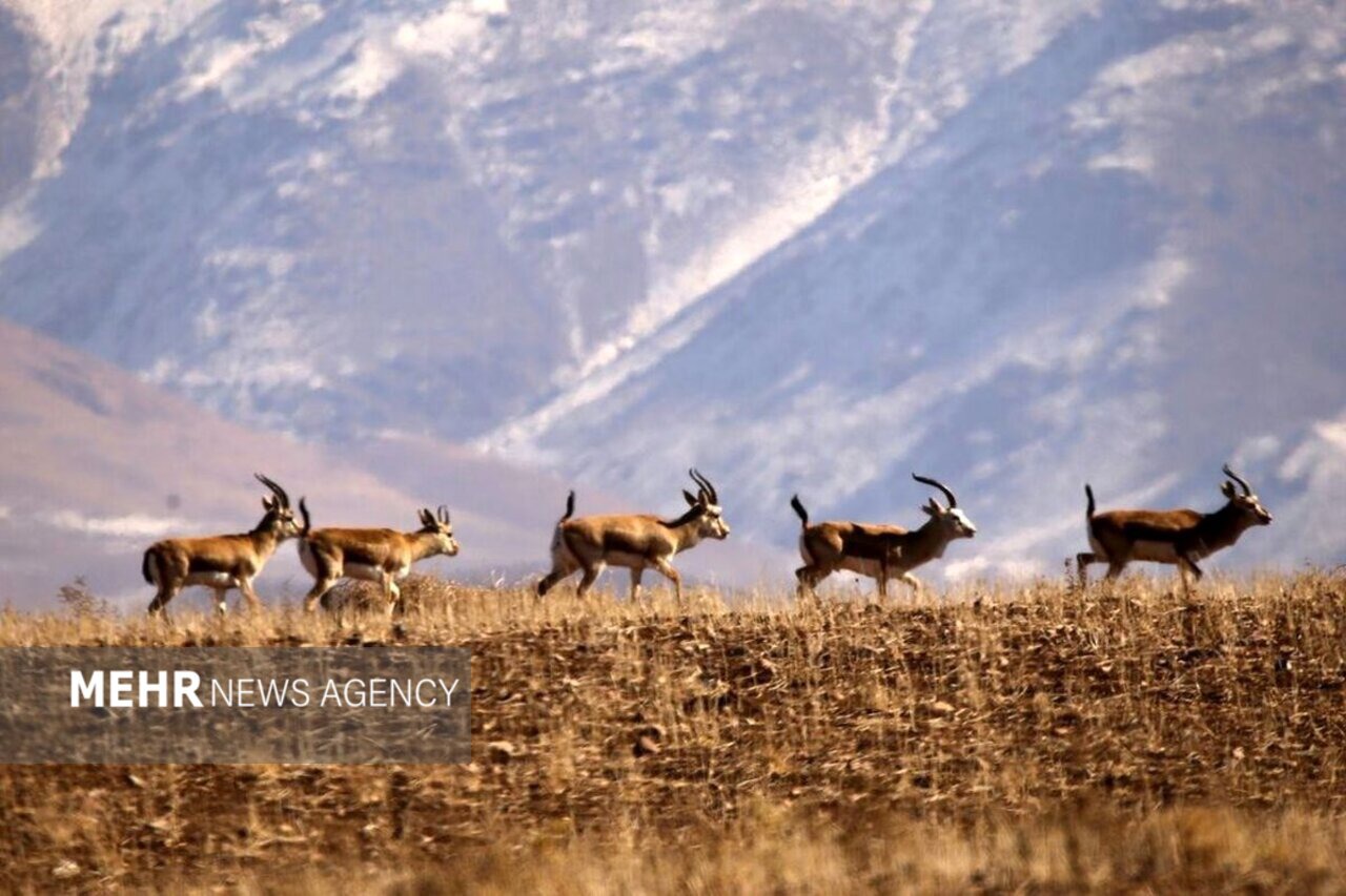 مازندران ذخیره‌گاه مهم زیستی ایران است
