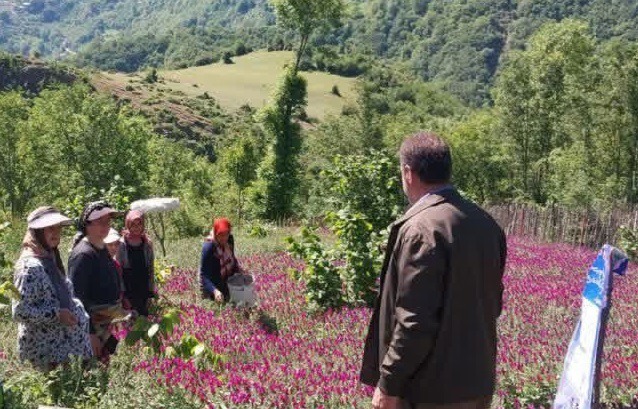 آغاز برداشت گل گاوزبان در رامسر