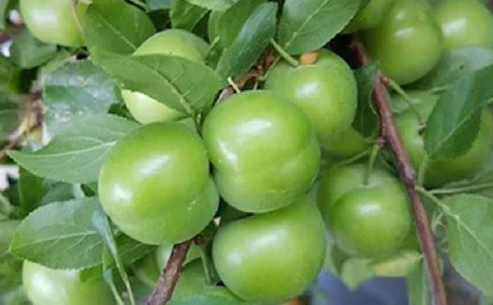 پیام مازند