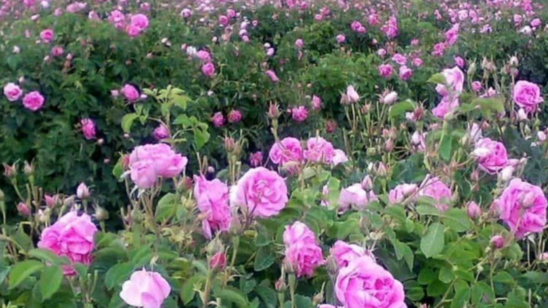 پیام مازند
