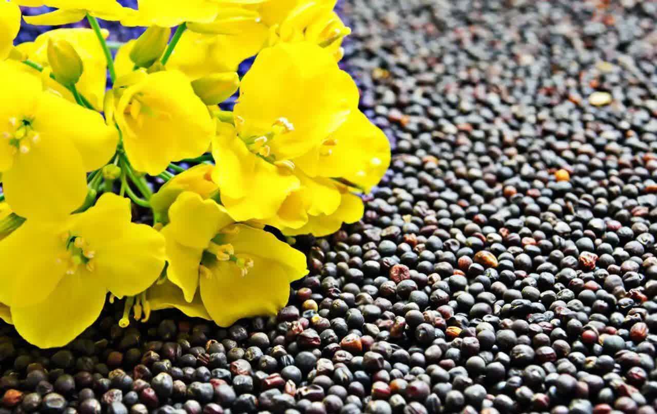 برداشت ۶۰ تن کلزا از مزارع شهرستان بابل