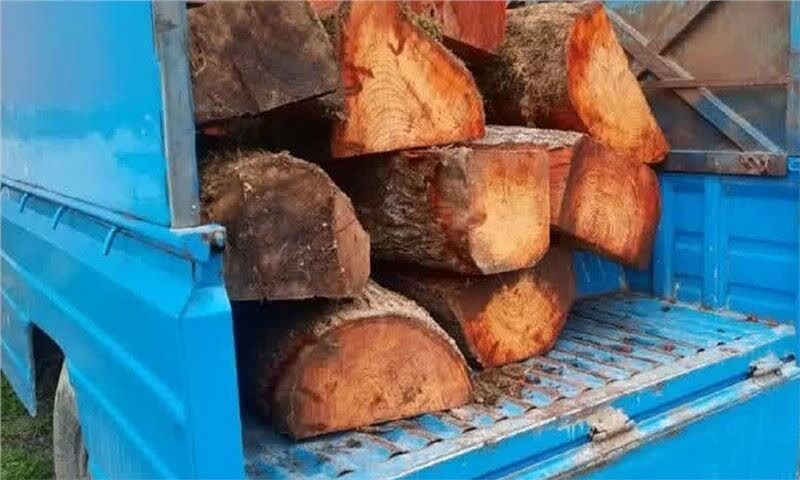 کشف ۳ تن چوب جنگلی قاچاق در عباس‌آباد