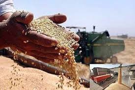 خرید بیش از ۳۰۰۰ تن گندم از کشاورزان مازندران