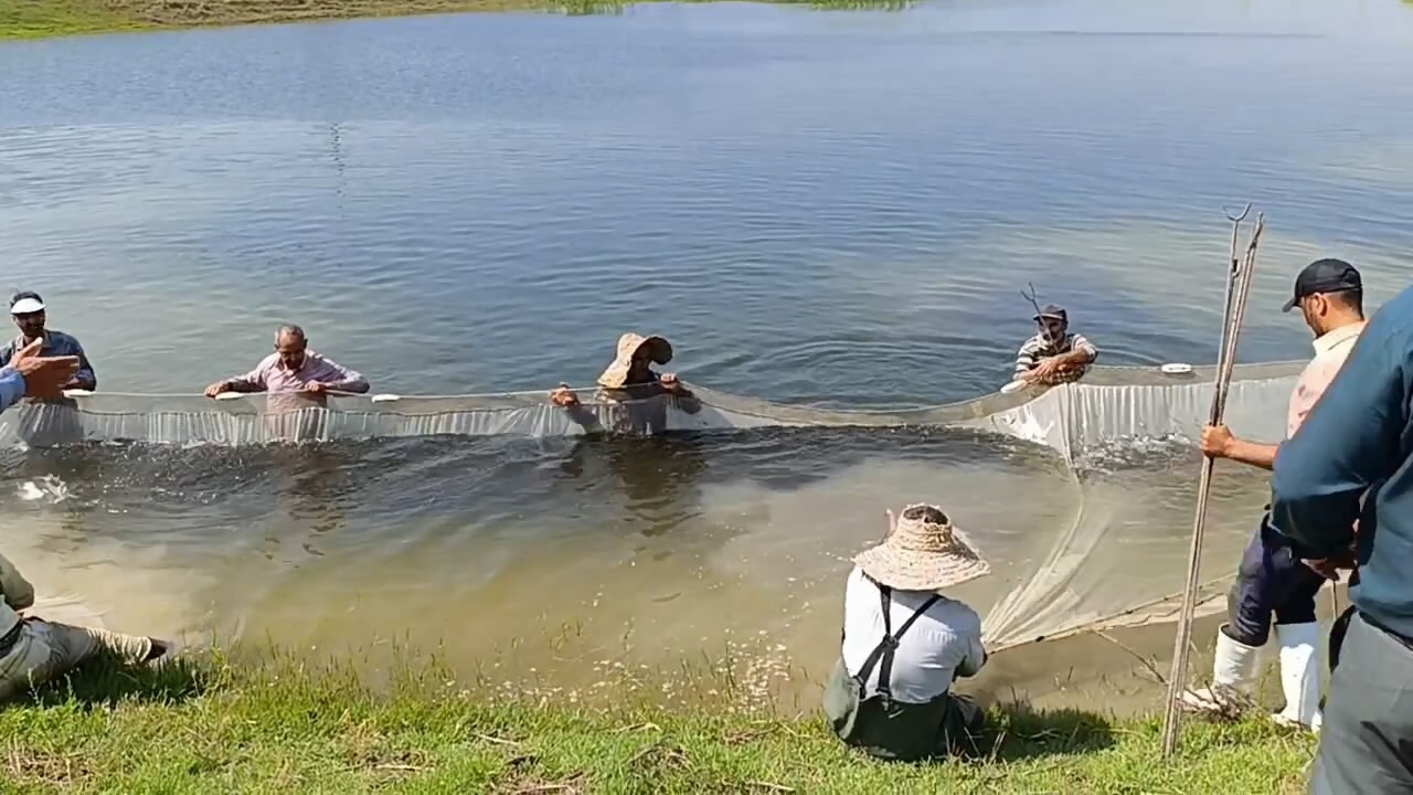 پیام مازند