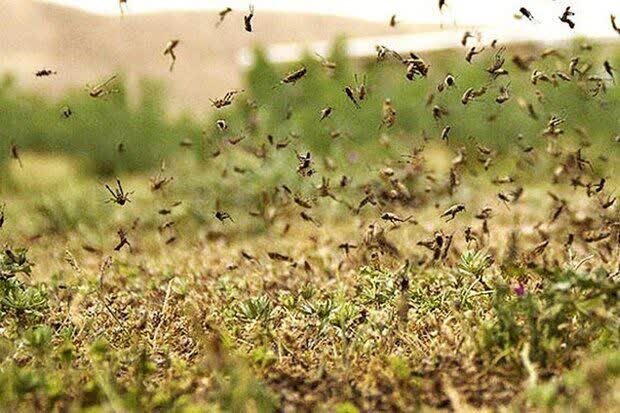 آفت ملخ در اراضی چهاردانگه ساری مهار شد
