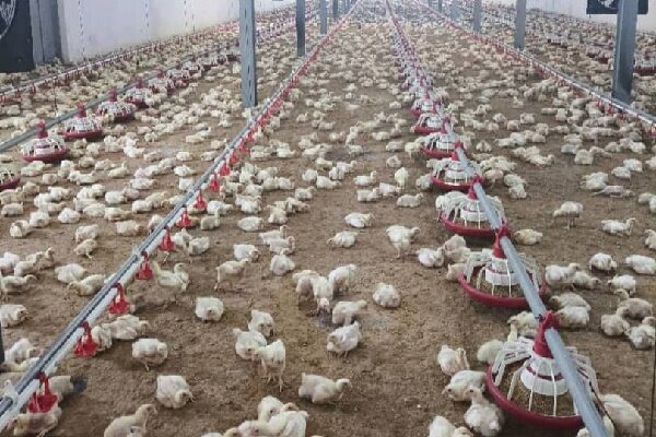 ثبت جوجه‌ریزی ۱۶ میلیون قطعه‌ای در مازندران