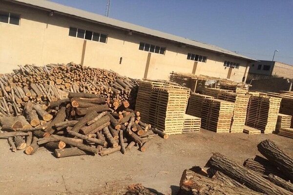 کشف دپوی چوب قاچاق در کجور