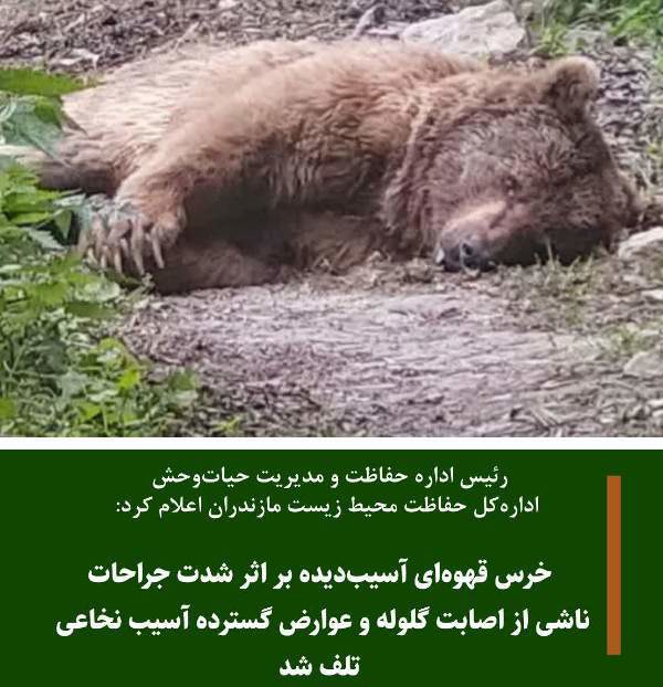تلف شدن یک قلاده خرس در آمل