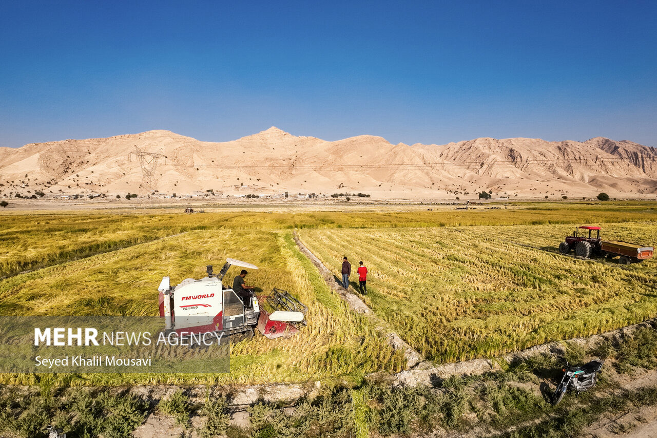پیش‌بینی برداشت ۷۰۰ هزار تن برنج سفید از شالیزارهای مازندران