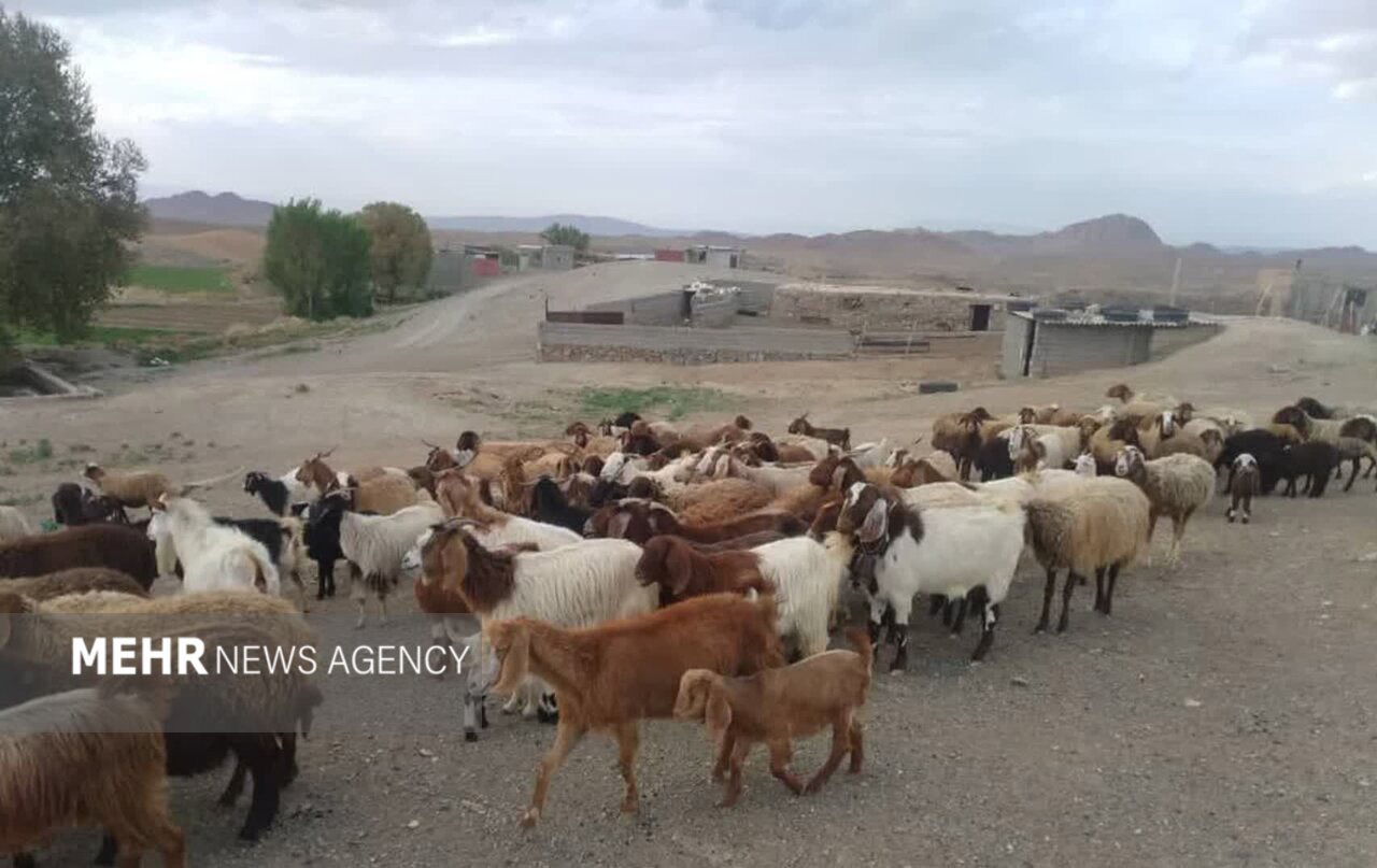 تمرکز مازندران بر ارتقای بهره‌وری دام و طیور