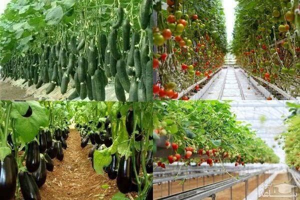شناسایی ۳ و نیم میلیارد یورو فرصت سرمایه‌گذاری در کشاورزی مازندران