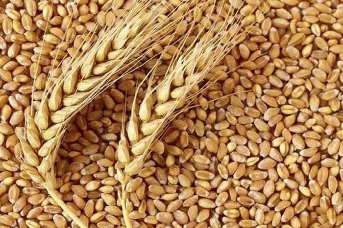 تأمین بذور گندم گواهی شده برای کشاورزان مازندران