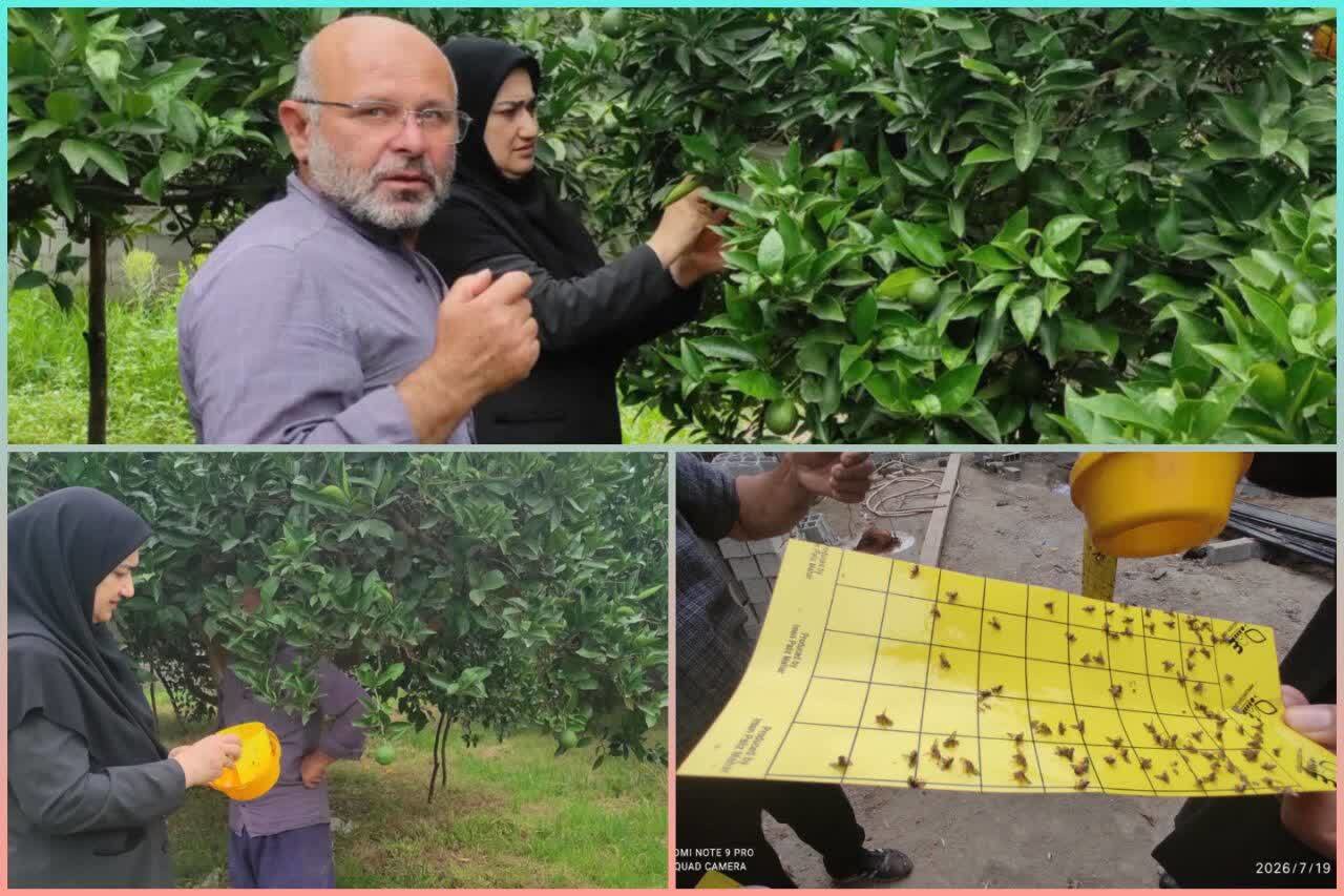 راه‌های پیشگیری از خسارت مگس میوه مدیترانه‌ای در باغات مازندران
