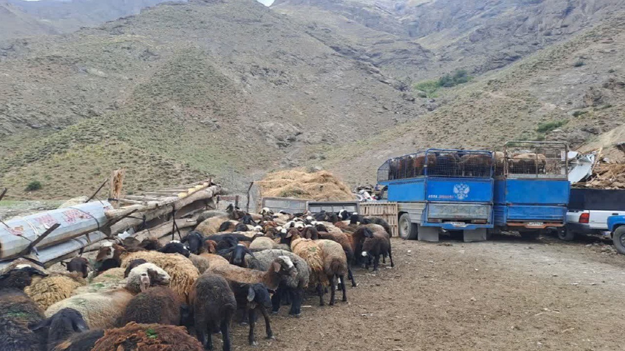 برخورد قاطع با چرای غیرمجاز در نور