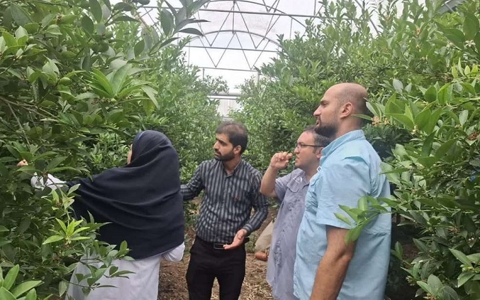 پیام مازند