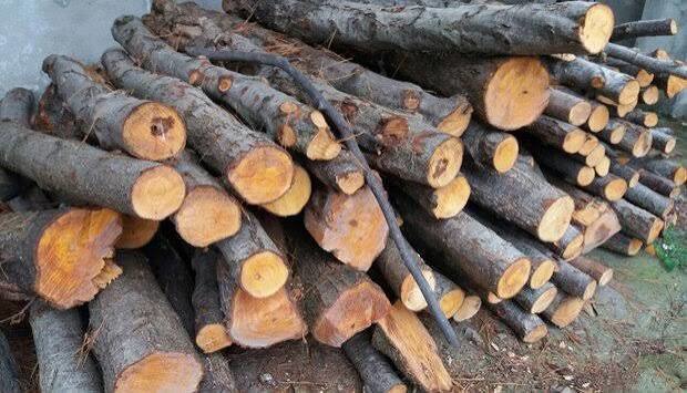 کشف ۱۳ اصله چوب جنگلی قاچاق در کلاردشت