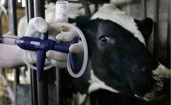 آموزش برخط مقابله با تب برفکی در مازندران