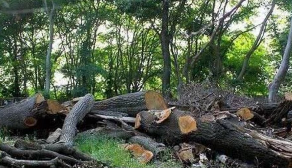 کشف ۵ تن چوب جنگلی قاچاق در بابل