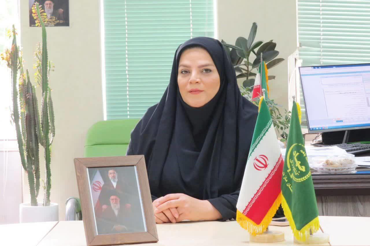 کشت مجدد و پرورش رتون در دو هزار و ۳۷۲ هکتار شالیزار‌های قائم‌شهر
