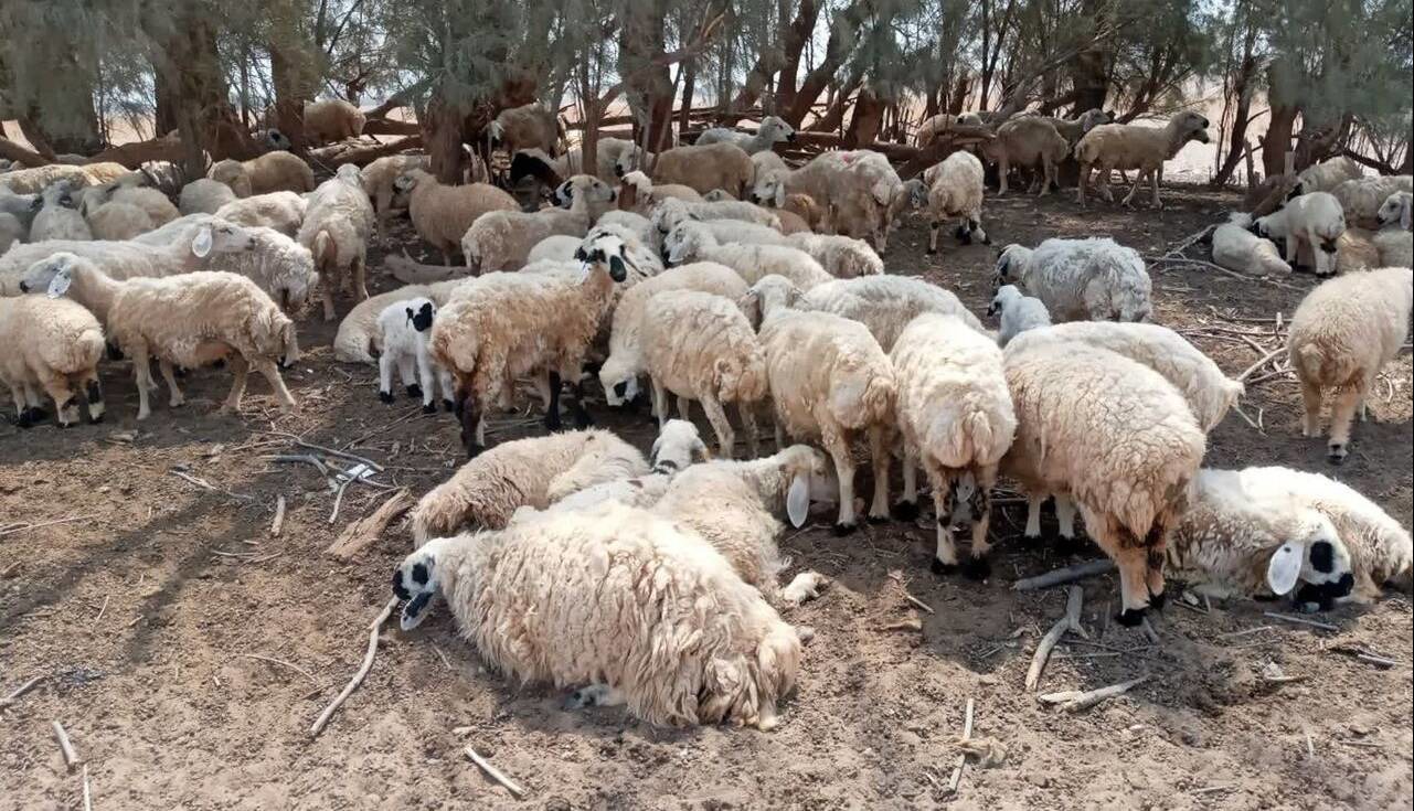 عملیات مهار مسمومیت گله‌های روستای همایون آغاز شد | آخرین خبر