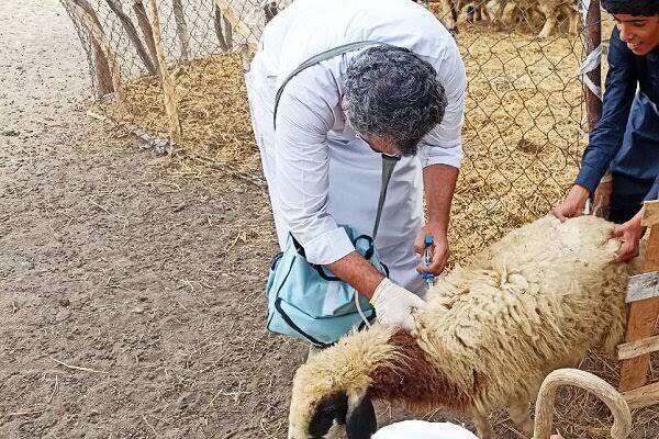 ۲ میلیون خدمت جهادی دامپزشکی در ۵۲۰ روستای مازندران