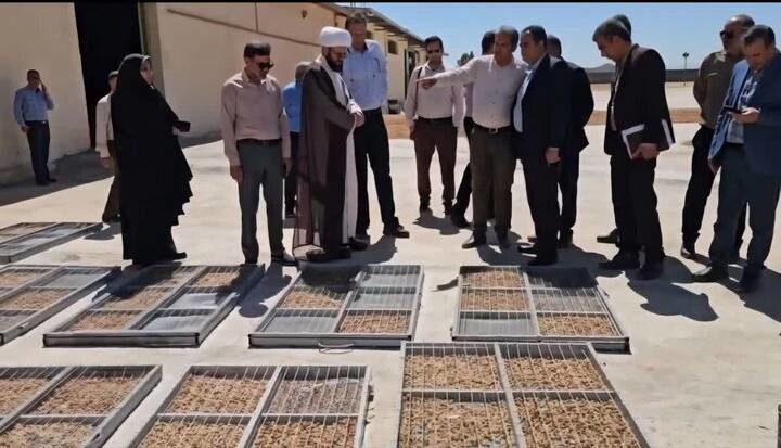 برداشت «مغز سبز» از ۲۶ هزار و ۵۰۰ هکتار باغ پسته زرند