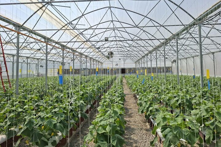 میاندورود مازندران؛ شهر گلخانه‌ها در مسیر توسعه کشاورزی نوین