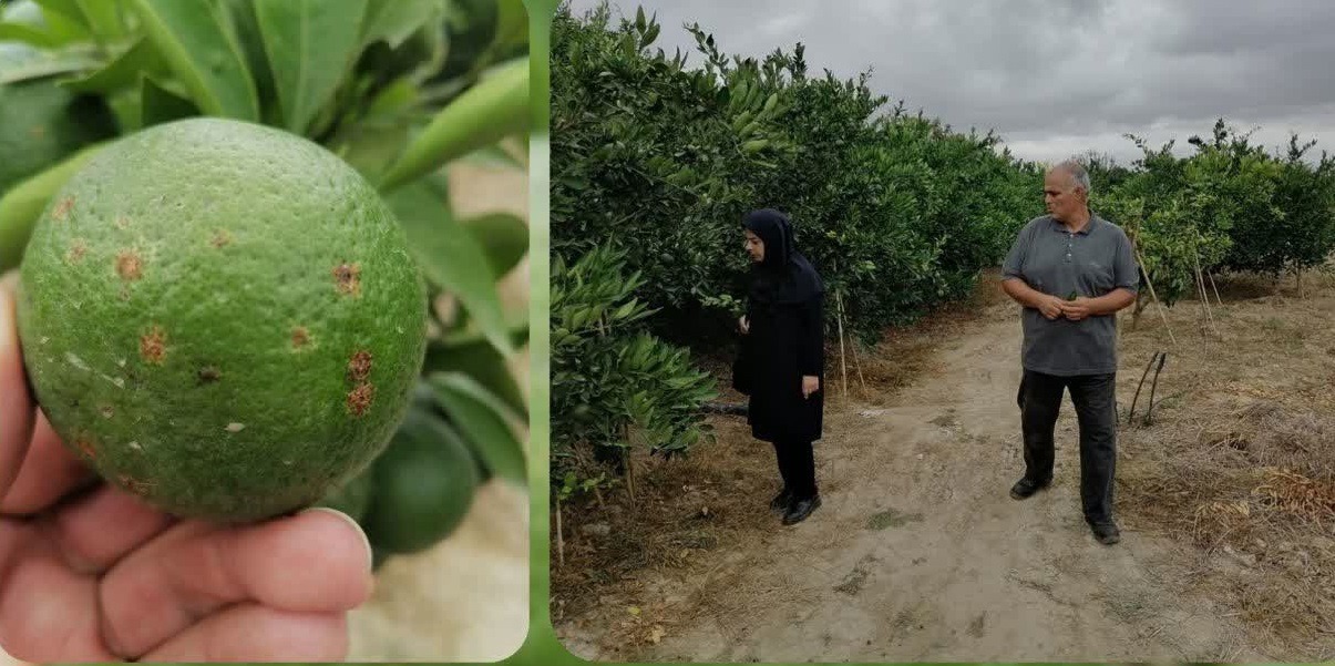 پایش هزار و ۵۸۰ هکتار باغ نارنگی بهشهر برای مقابله با مگس میوه