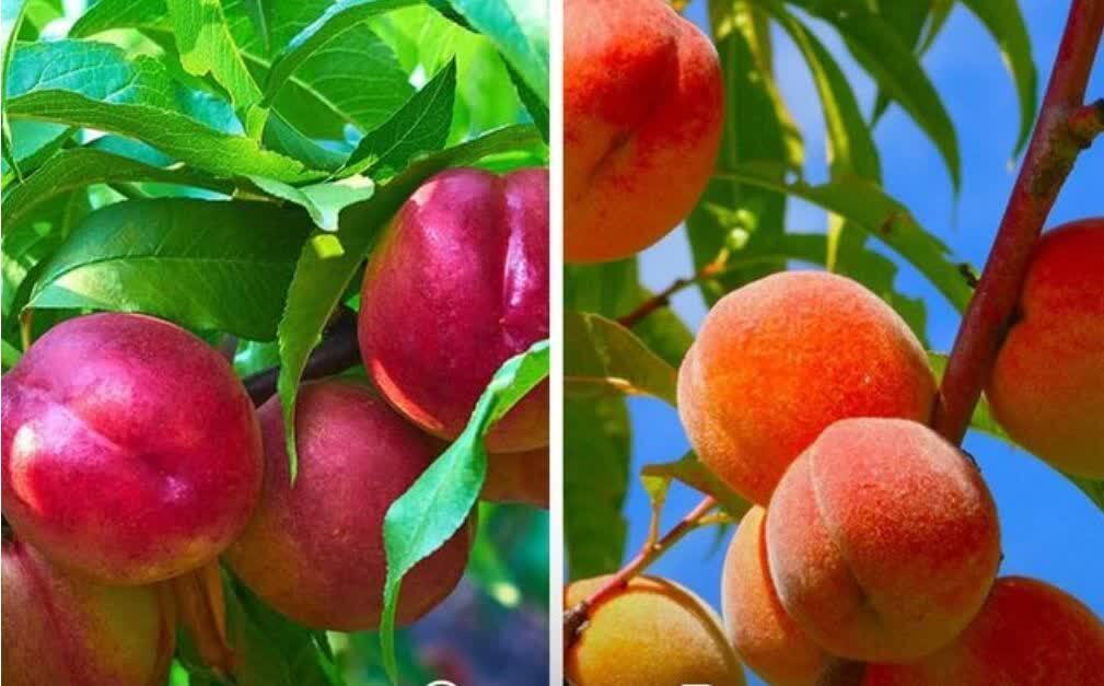 پیام مازند
