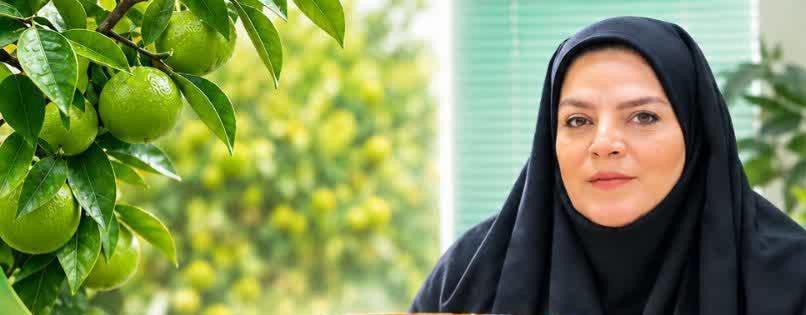 برداشت ۶۰ هزار تن نارنگی پیش‌رس در قائم‌شهر پیش‌بینی شد