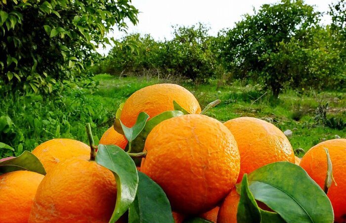 پیش بینی تولید ۳.۴ میلیون تن مرکبات در مازندران