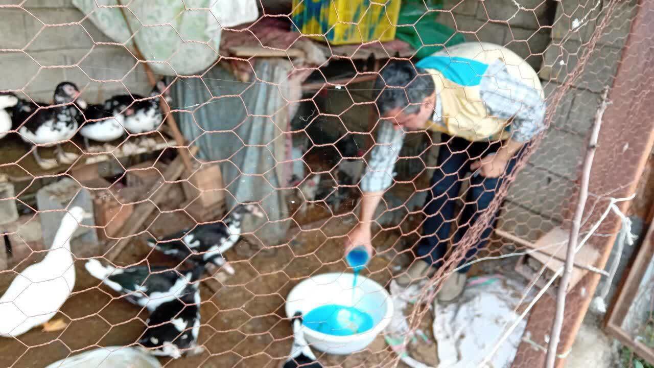 ایمن‌سازی بیش از ۲ میلیون و ۳۹۱ هزار قطعه طیور بومی مازندران