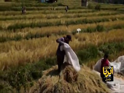 برداشت برنج در مناطق کوهستانی مازندران