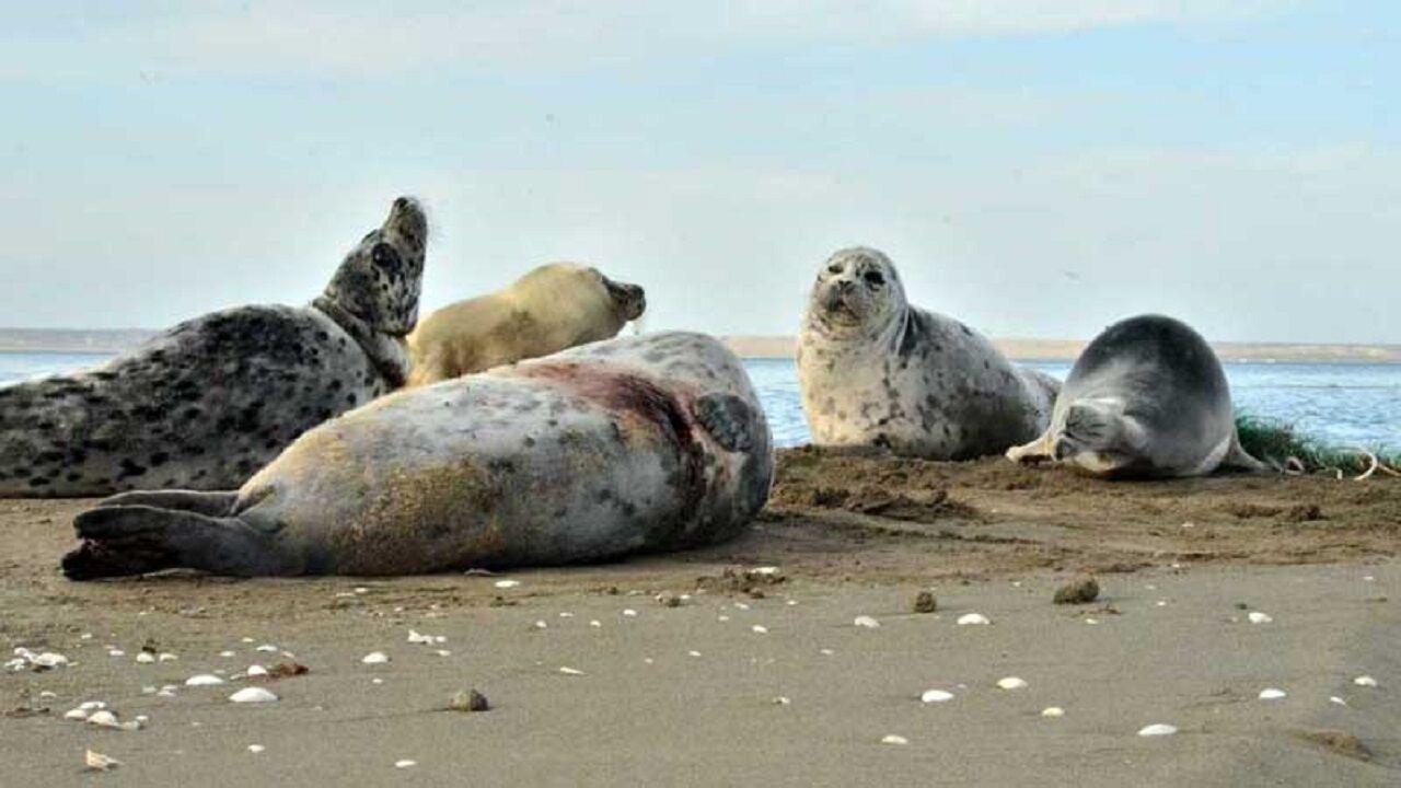 حکایت تازه از فوک خزری در مازندران؛ این‌بار تور صیادان دردسر ساز شد