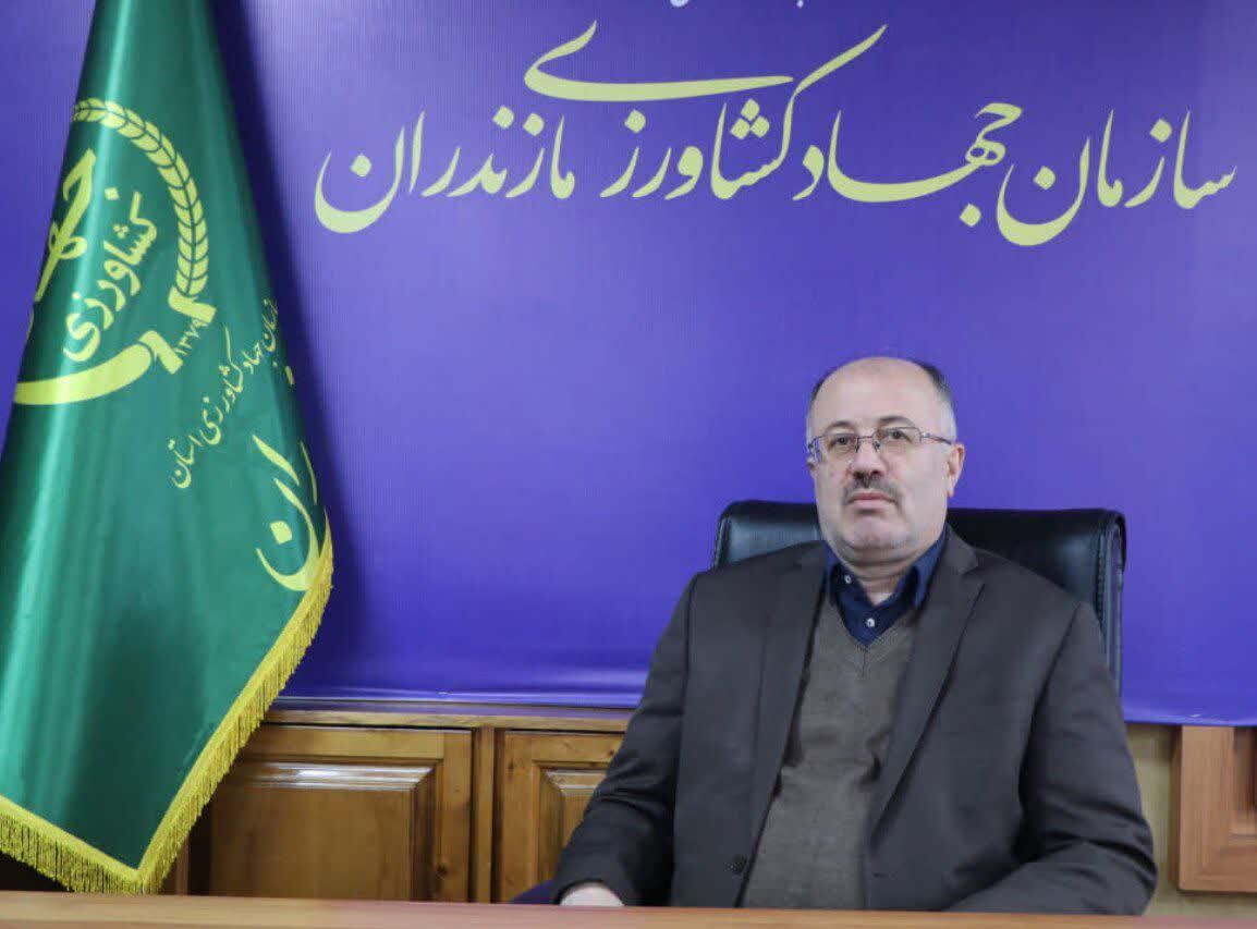 با اجرای طرح مزارع الگویی برنج مازندران رتبه برتر کشور را کسب کرد
