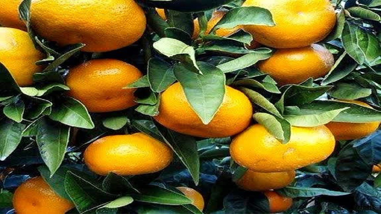 پیش‌بینی  برداشت  ۱۲ هزار تن نارنگی پیش‌رس از باغ های جویبار