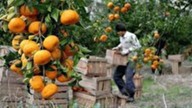 مصوبه ستاد تنظیم بازار مازندران؛ قیمت نارنگی برای مصرف‌کننده اعلام شد