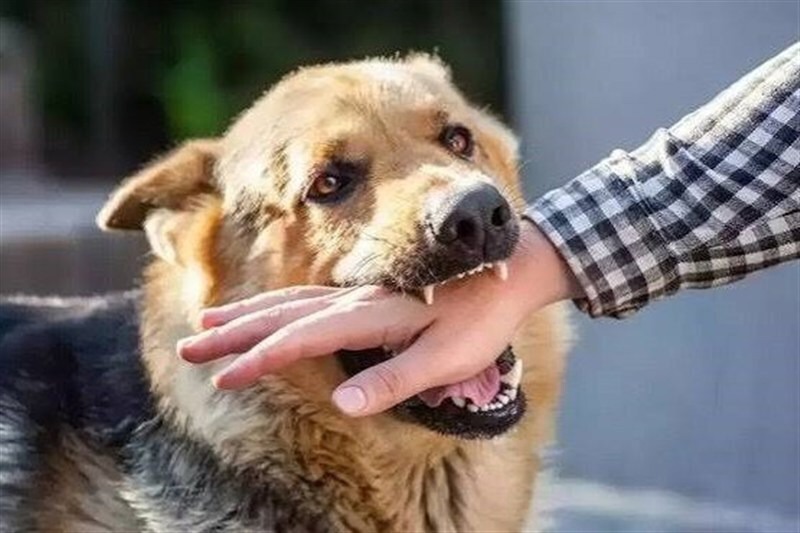 تزریق ۳۶ هزار دوز واکسن هاری در هرمزگان
