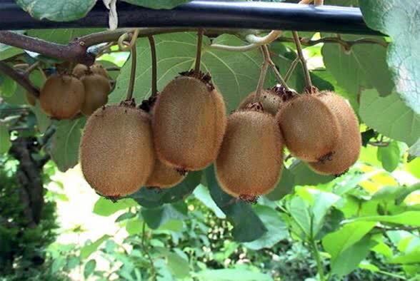 پیام مازند