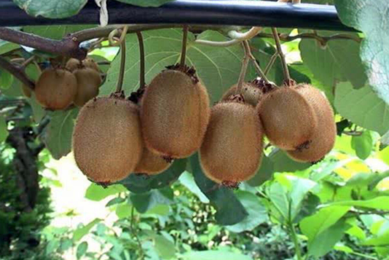 صادرات ۶۰۰۰ تن کیوی و نارنگی مازندران به بازارهای خارجی