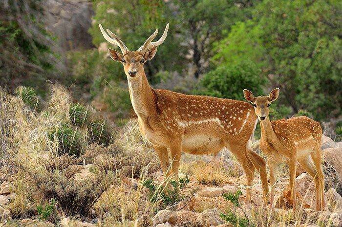 بازیگوشی گوساله‌های مرال در البرز مرکزی