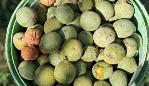 باغداران آذربایجان غربی ۱۰ هزار تن گردوی خشک برداشت می کنند
