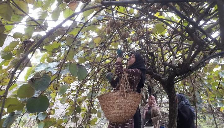۳۲ هزار تن کیوی و نارنگی از مازندران به بازارهای جهانی راه یافت