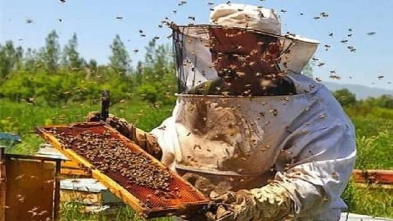 سرشماری زنبورستان‌های مازندران از دوم آبان آغاز می‌شود