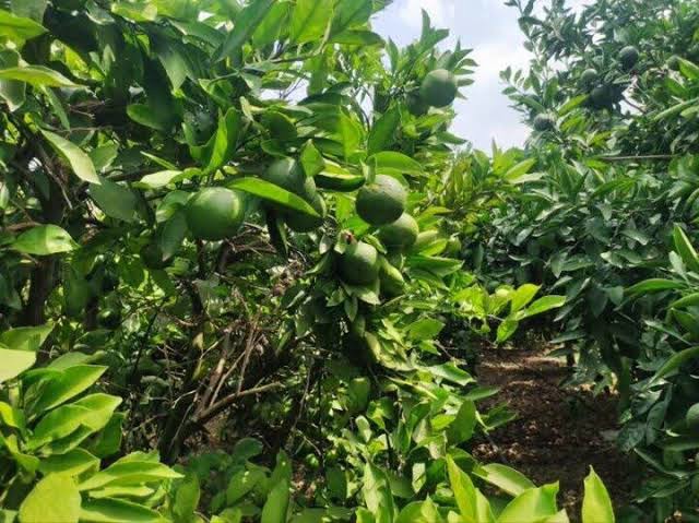 آموزش پدافند غیرعامل به باغداران بهشهر