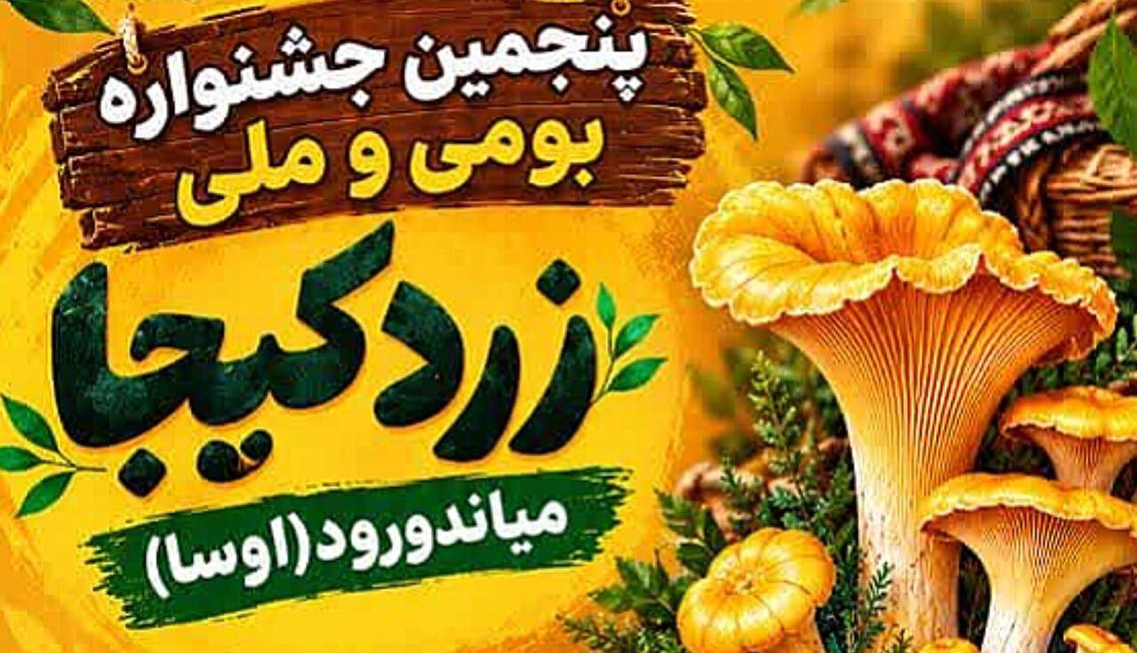 پنجمین جشنواره زردکیجا در میاندورود برگزار می‌شود