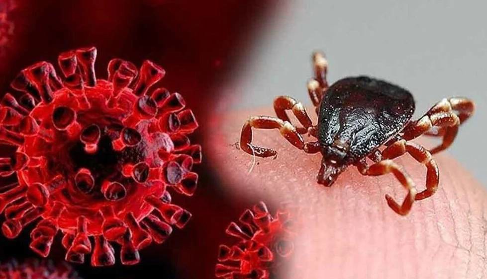 خطر بیماری‌های مشترک انسان و حیوان؛ چرا ویروس‌های حیوانی برای ما خطرناک‌اند؟