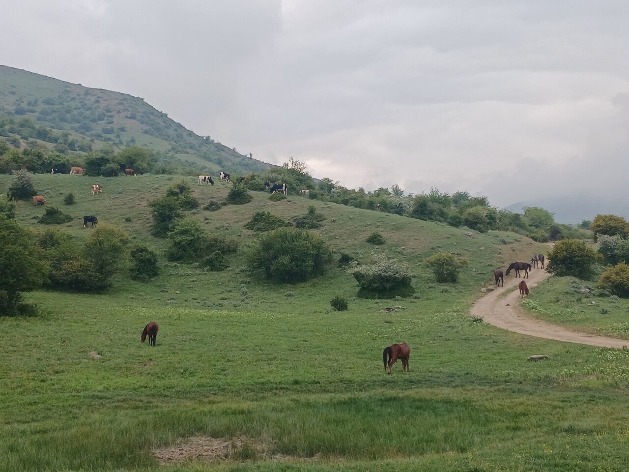 احیاء پوشش گیاهی در ۲۵ هزار هکتار از مراتع مازندران